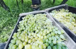 La Cooperativa del Vino de la Costa impulsa innovadora actividad fotográfica entre viñedos