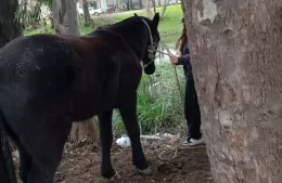 Alarma en el barrio 20 y 160: dos caballos robados y luego recuperados en Ensenada