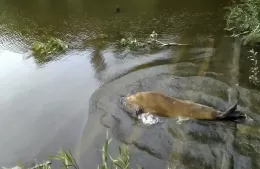 Apareció un lobo marino en Berisso