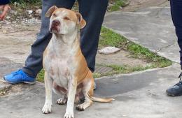 Se busca responsable de un perro Pitbull