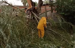 Tras el calor extremo, el temporal: caída de postes y árboles