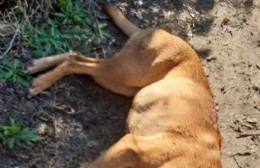 Crueldad animal en la Isla Paulino: perros asesinados a cuchillazos