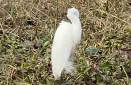 Garzas blancas sorprendieron en el Humedal Urbano Génova