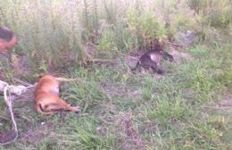 Aparecen pitbulls cruelmente asesinados