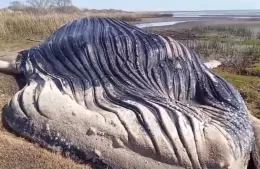 A pocos kilómetros de nuestra ciudad, hallaron ballena muerta en las costas del Río de la Plata