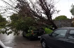 Temporal en Berisso: voladuras de techos, árboles caídos, cortes de luz y calles anegadas