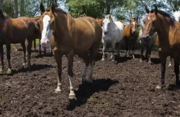 Encefalitis equina: lo que tenés que saber, recomendaciones y prevenciones