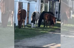 Caballos sueltos y el cuento de nunca acabar