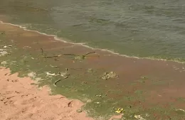 Alerta sanitaria: playas de Berisso y Ensenada bajo advertencia por cianobacterias