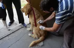 Jornada de vacunación antirrábica para mascotas en el barrio UDOCBA