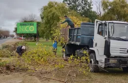 Dos cooperativas trabajan juntas en poda y retiro de ramas en la Génova