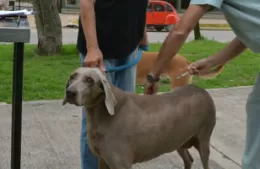 Jornada Veterinaria en Villa Progreso