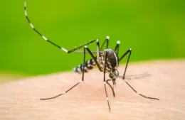 Dengue: las “medidas efectivas” de prevención están dentro de la casa