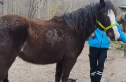 Buscan al propietario de una yegua que fue hallada extraviada en la vía pública