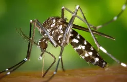 El dengue se combate también en invierno