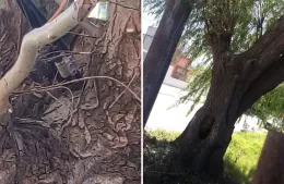 Alerta en 152 Norte entre 13 y 14: Vecinos denuncian un árbol con cables eléctricos expuestos y riesgo de electrocución