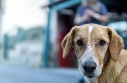 Elba Tiburzi: ''Hay que tener una concepción de bienestar hacia los animales''