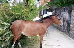 Caballos retenidos en 16 y 161